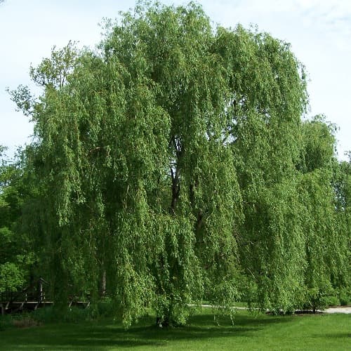 The Fig Tree