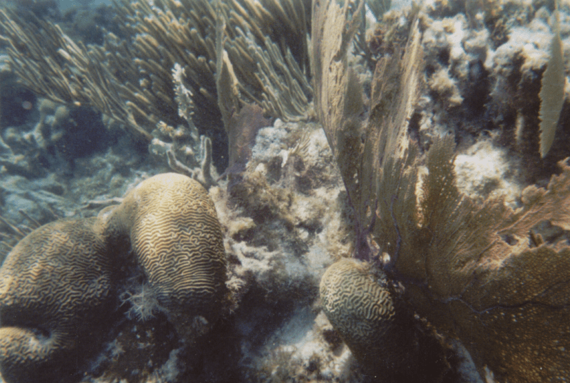 Hol Chan Marine Reserve Snorkeling