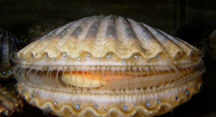 Auckland Scallops