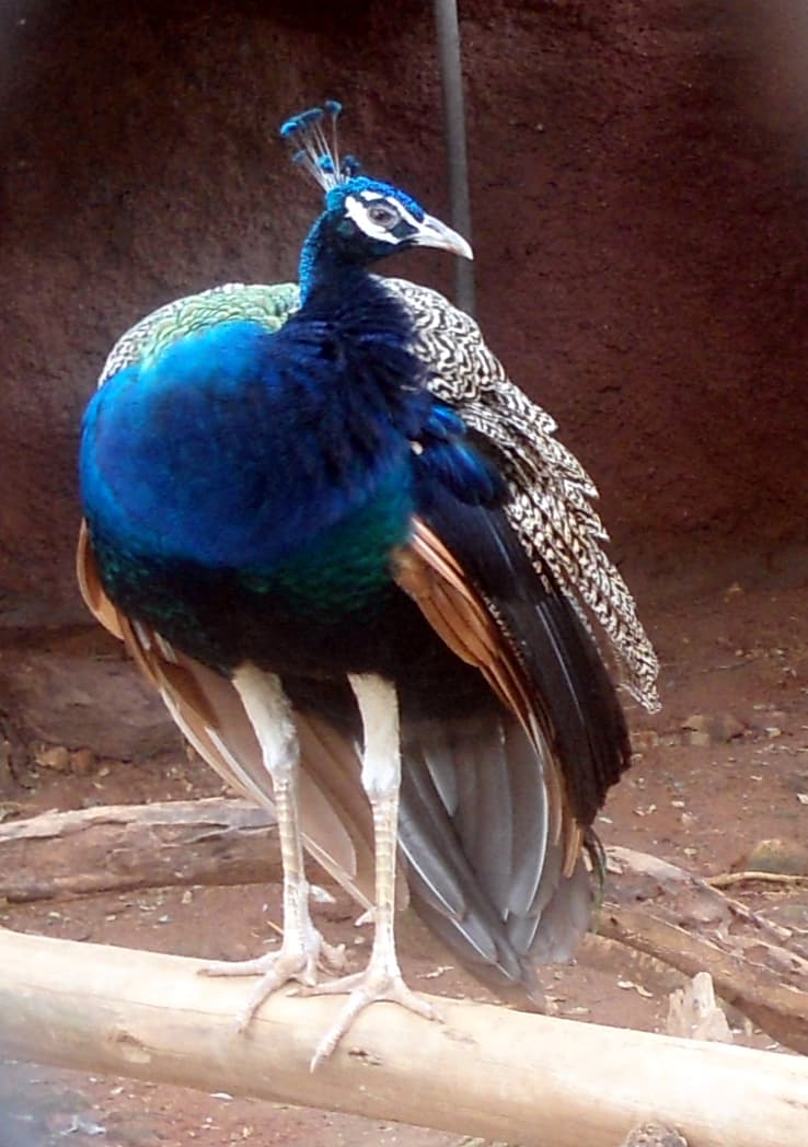 Tirumala Zoological Park