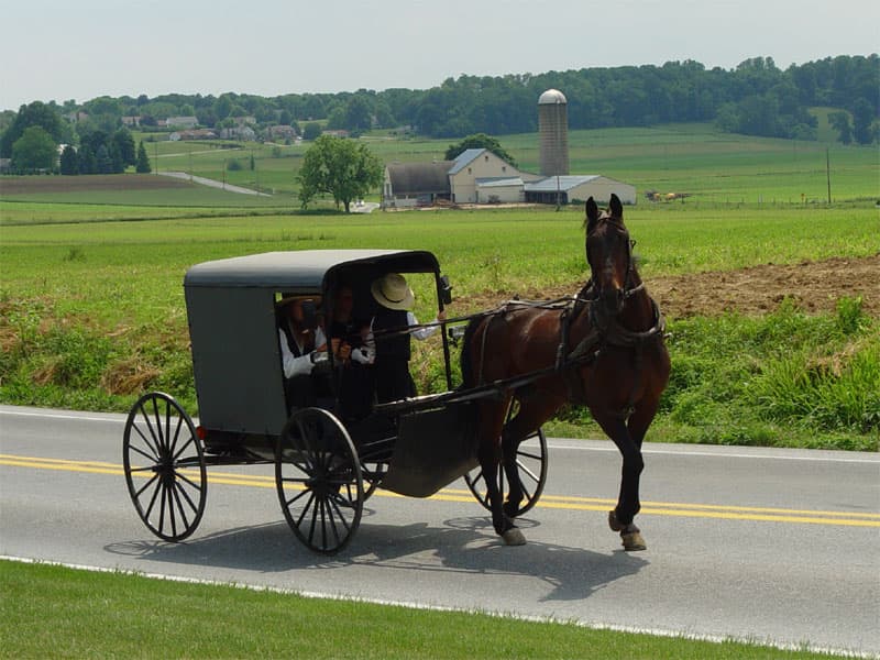 Lancaster County Shoofly Pie