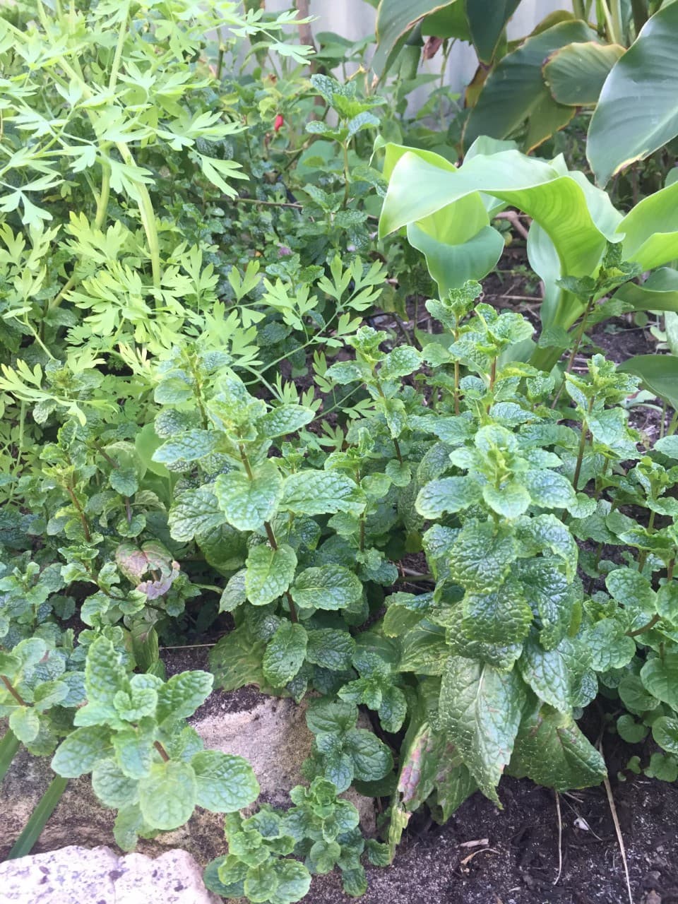 Bush Tucker Spice Blend