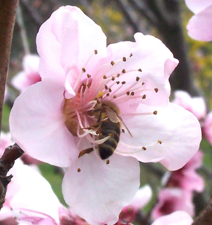 Hackberry Honey