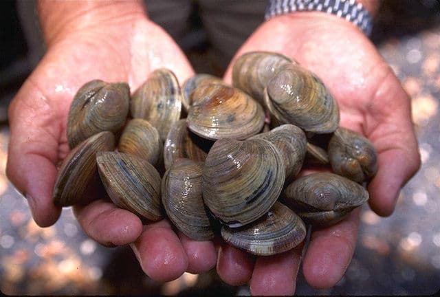 Cape Cod Oysters