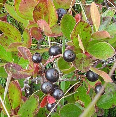 Huckleberry Pancakes