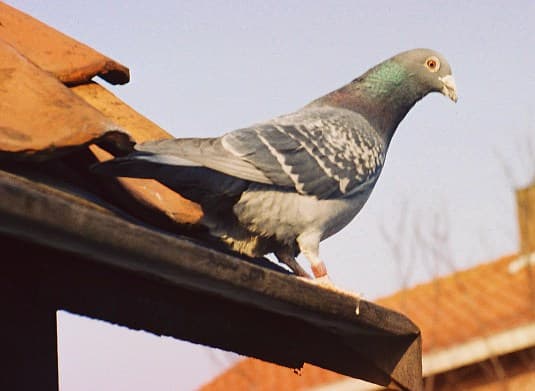 Pigeon Valley