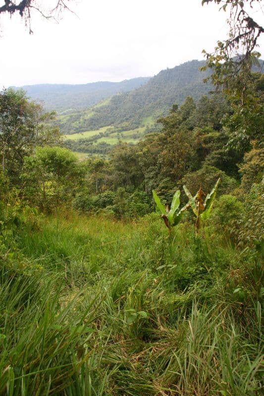 Mindo-Nambillo Cloud Forest Reserve
