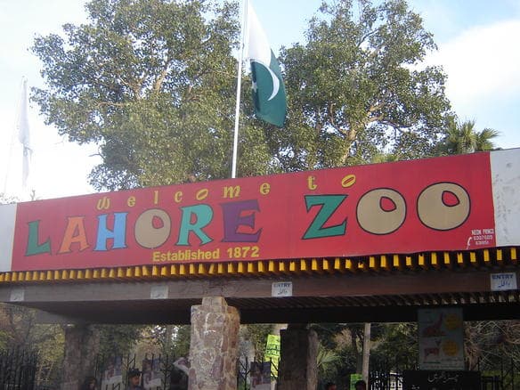 Vienna Zoo Mug