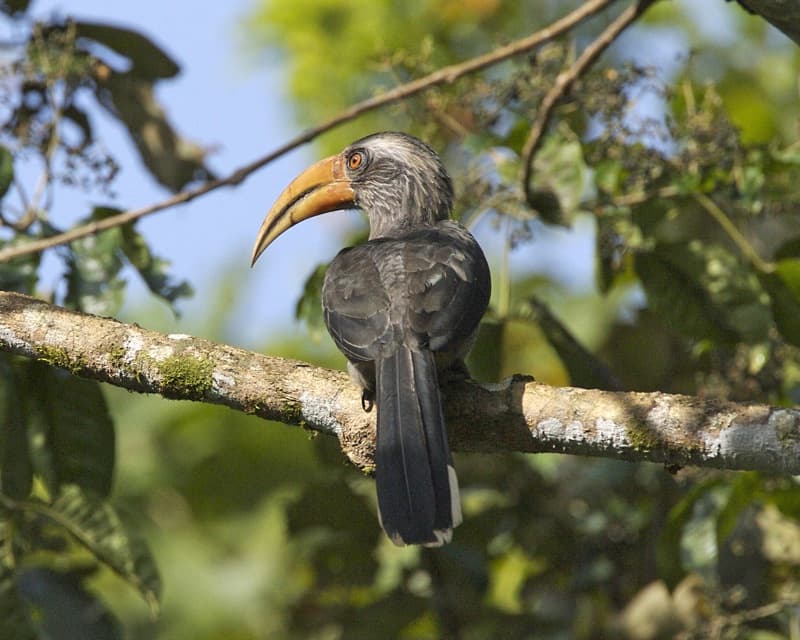 Mangalavanam Bird Sanctuary