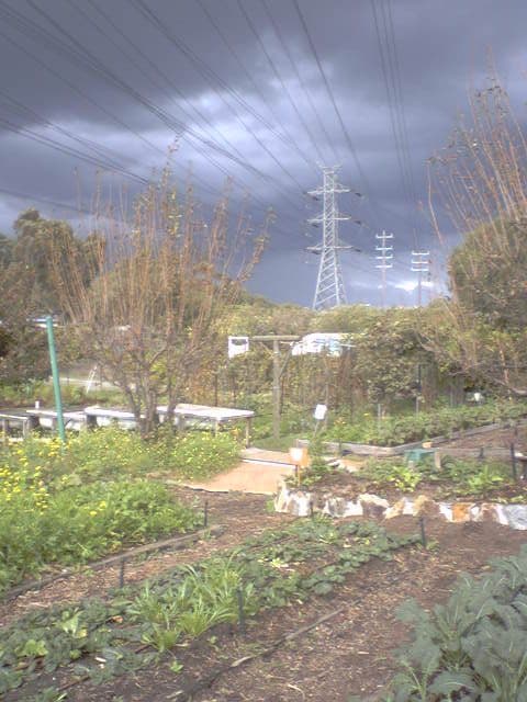 Victoria Park Honey