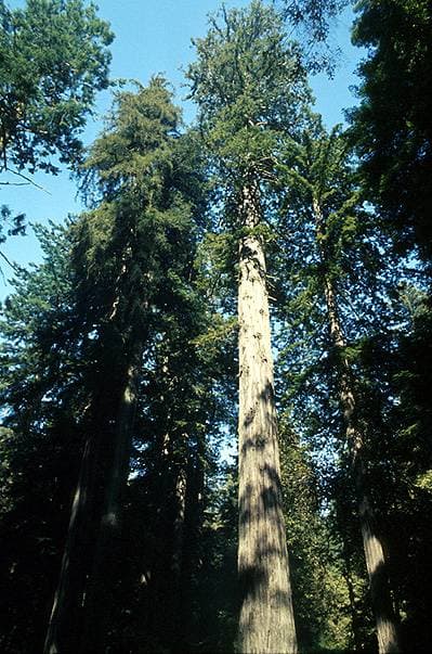 Arcadia Creek Heritage Trail