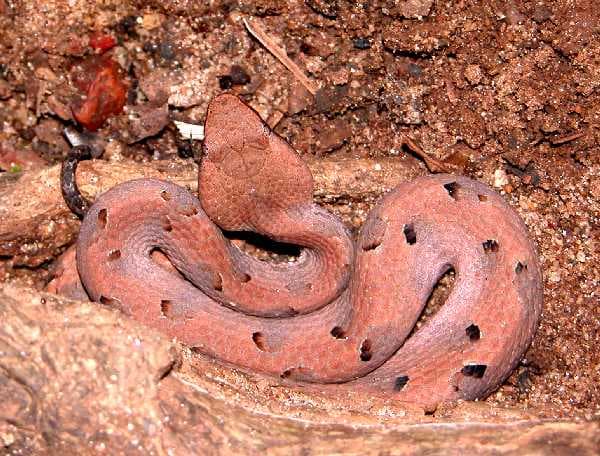 Puthur Wildlife Sanctuary