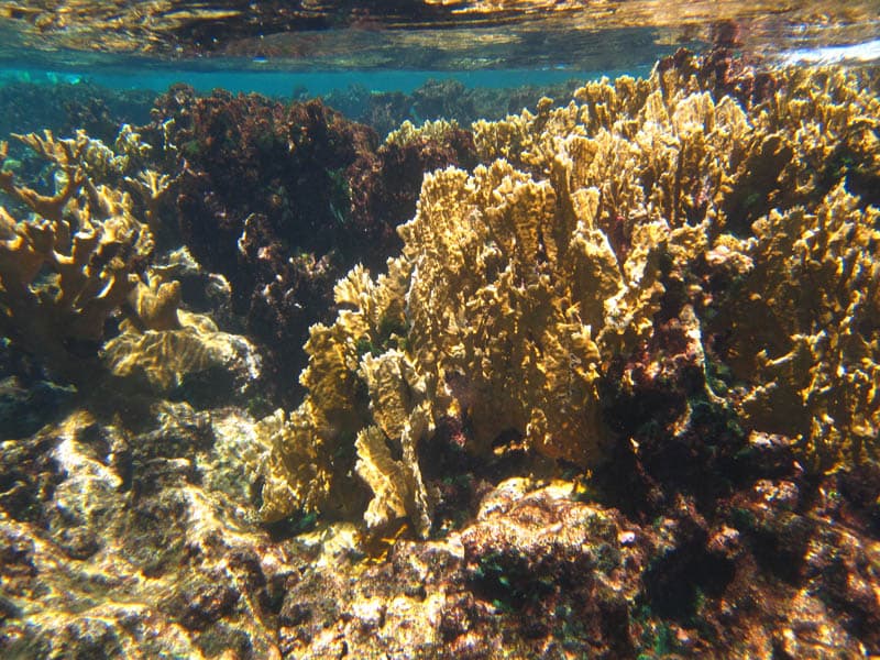 Reef-Safe Sunscreen