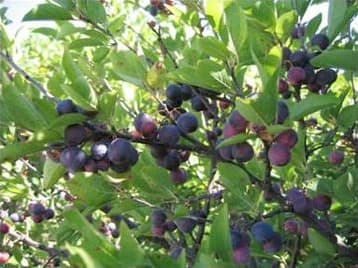 Beach Plum Jam