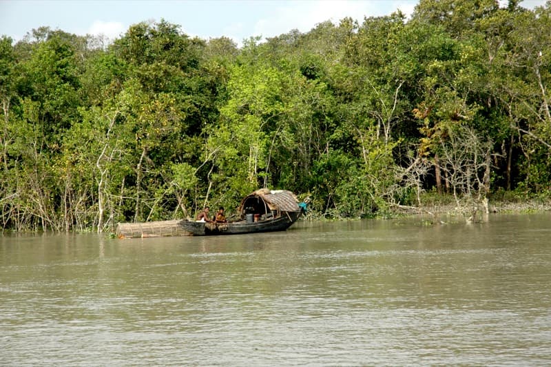 Sundarban Mangrove Forest