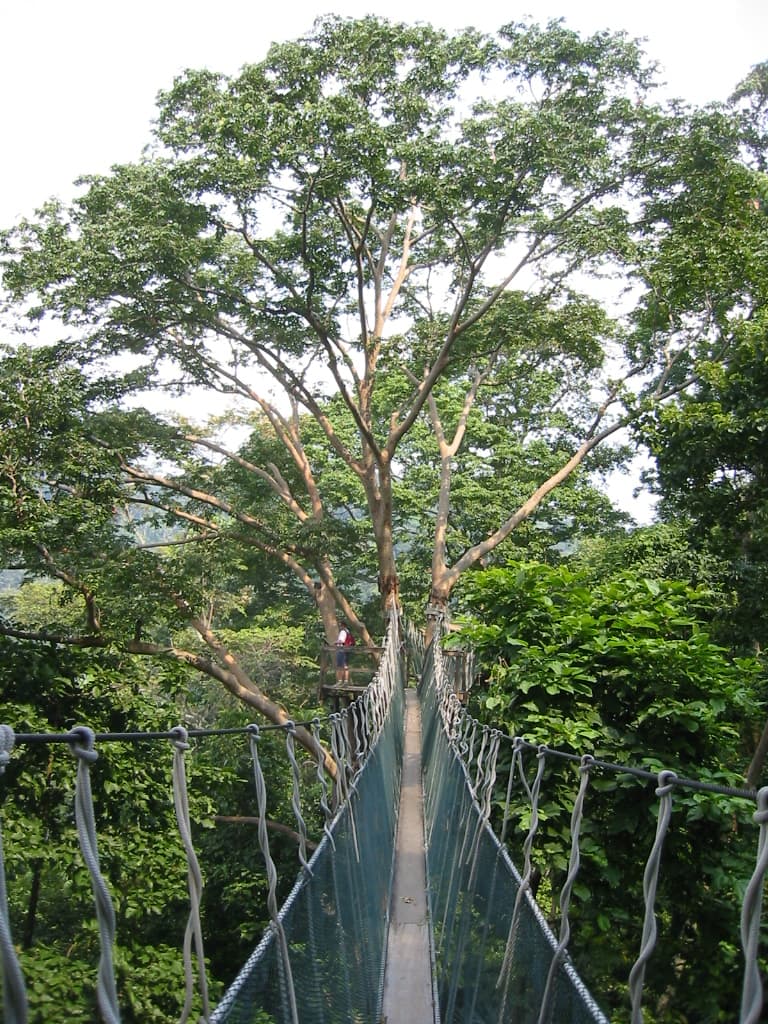 Forest Research Institute Malaysia (FRIM)