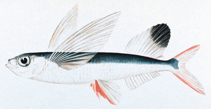 Cou-Cou and Flying Fish