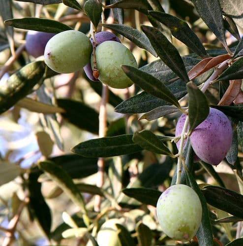 Local Olive Oil