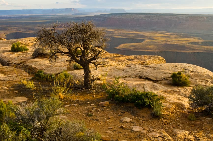 Muley Point Overlook