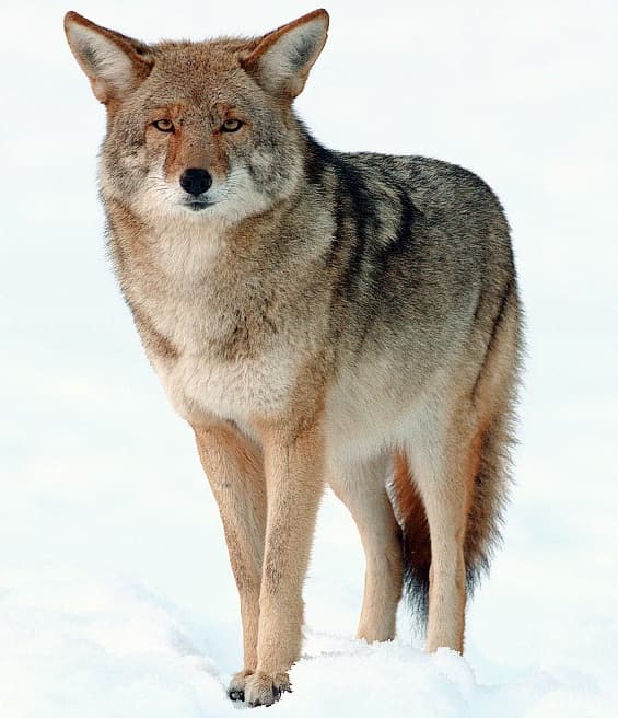 Coyote Canyon