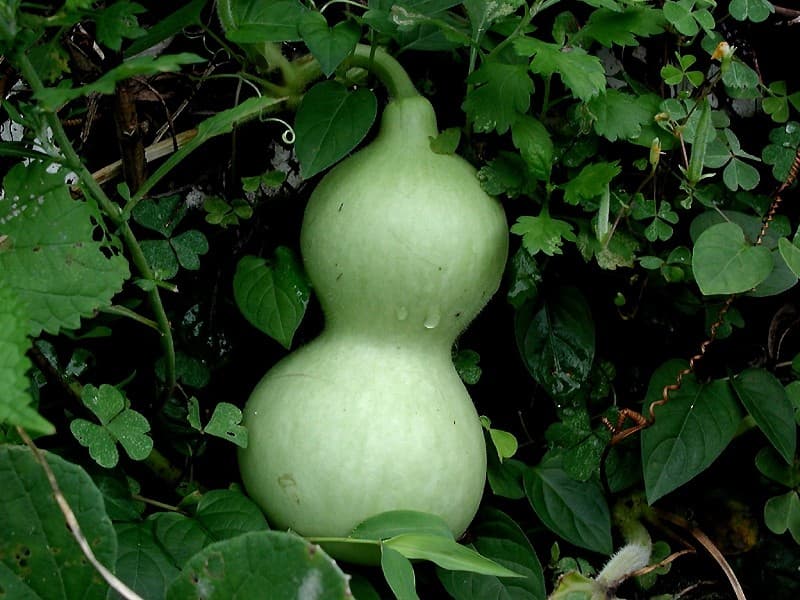 Mohinga