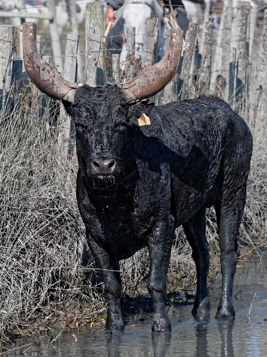 Camargue Wetlands