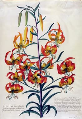 Hollandia Botanical Garden