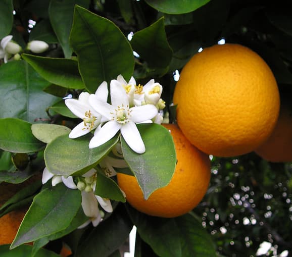 Orange Blossom Perfume