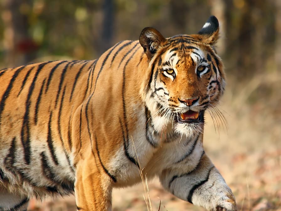 Gondia Nature Park
