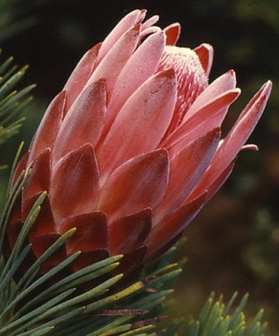 Protea Artwork