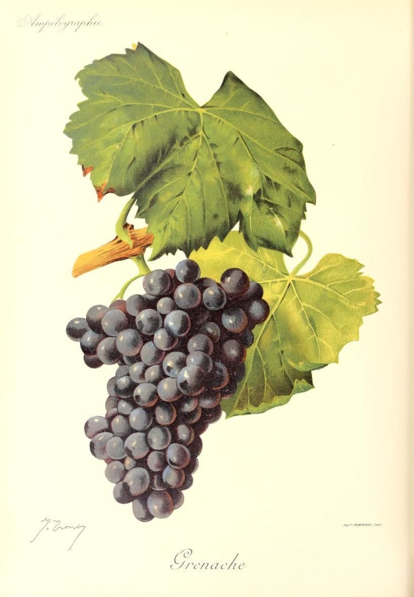 Cannonau Wine
