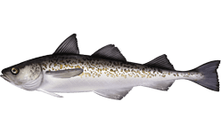 Walleye Dinner