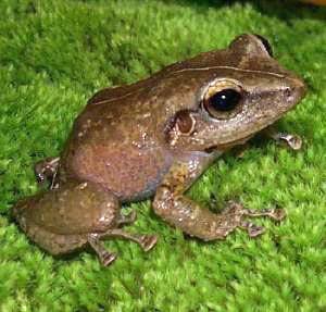 Ponce's Coqui Frogs