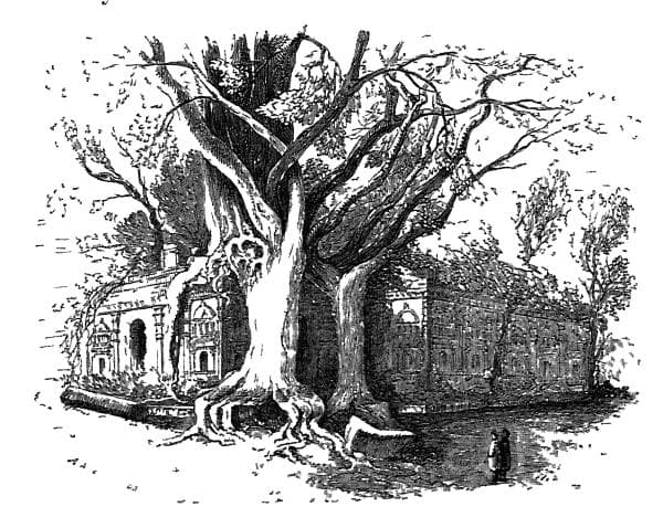 The Green House