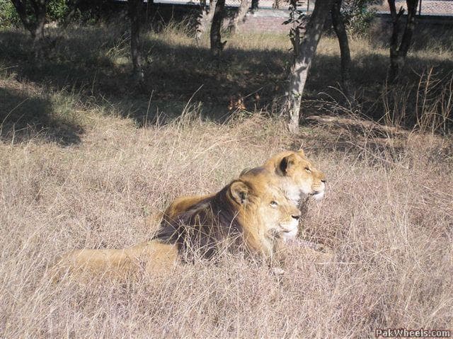 Lahore Zoo