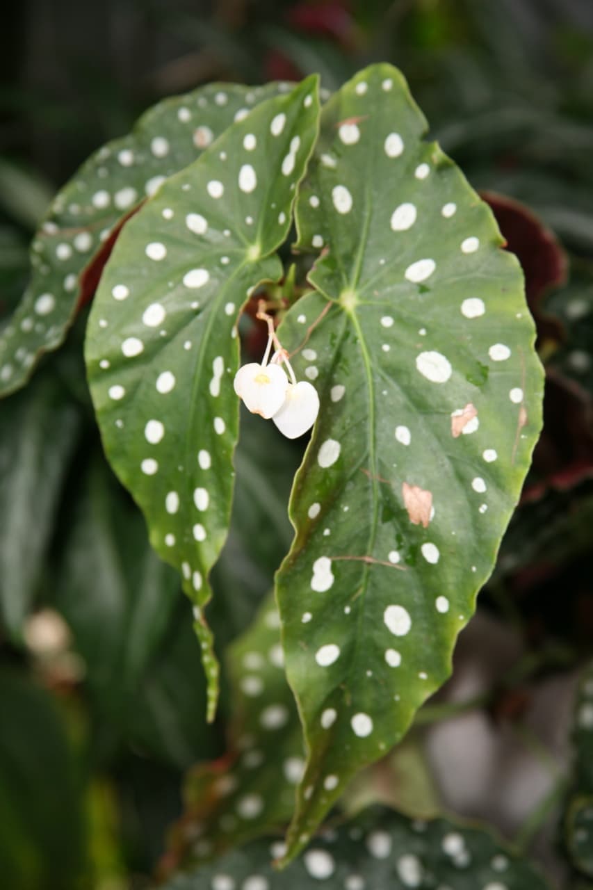 Utopia Botanical Gardens