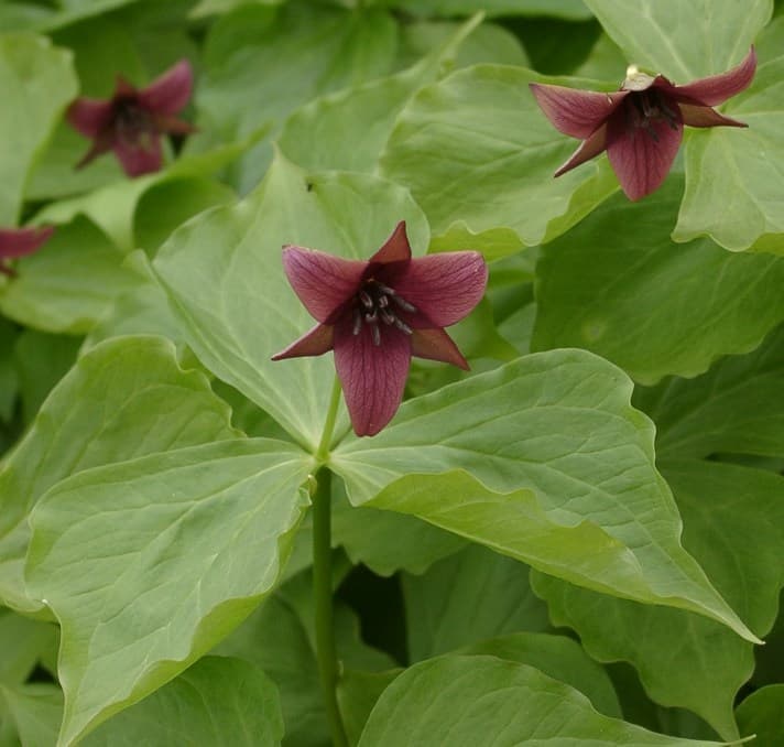 Trillium Park