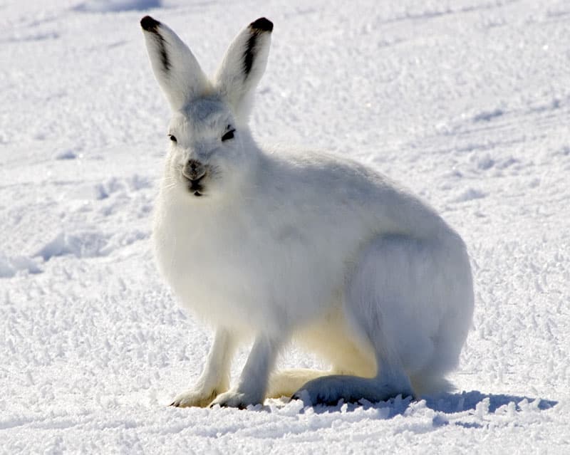 Warm Coat