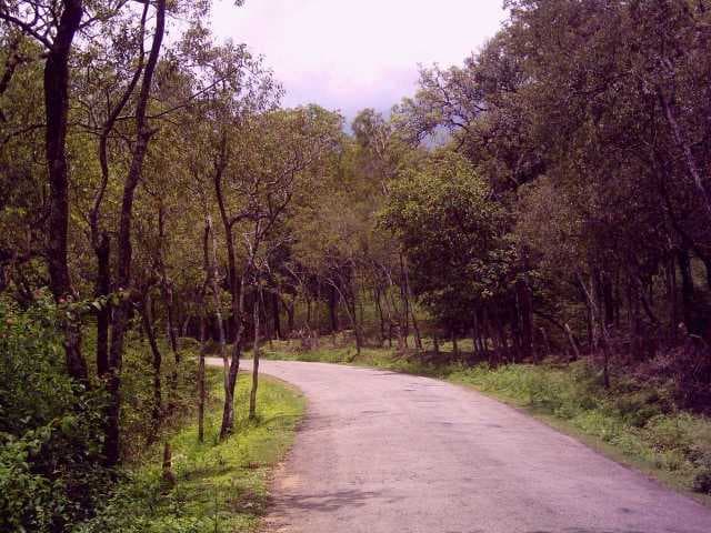 Marayoor Sandalwood Forest