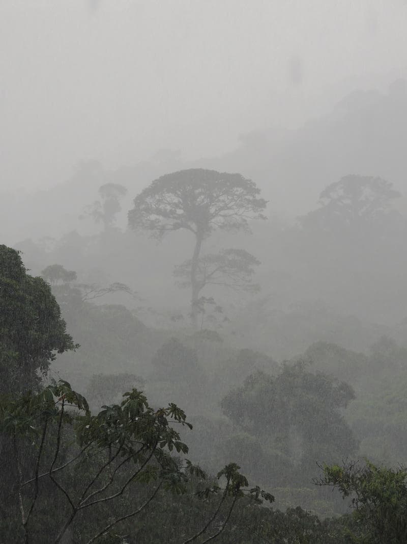 The Rainforest Trail