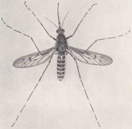 Insect repellent