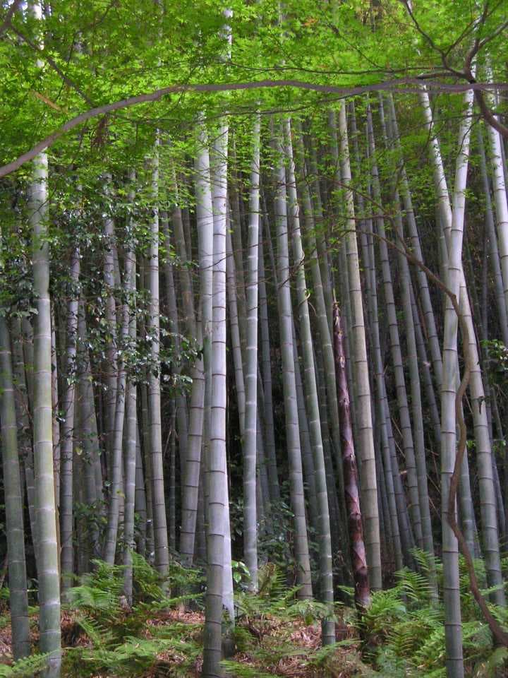 Sun Moon Lake Bamboo Crafts