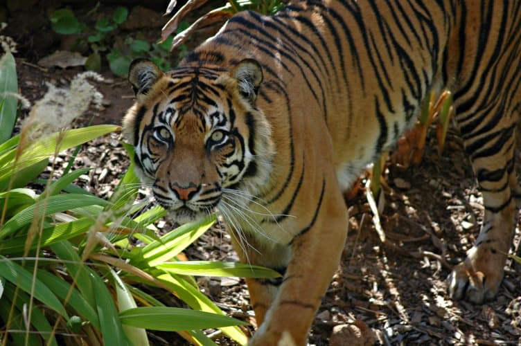 Adelaide Zoo