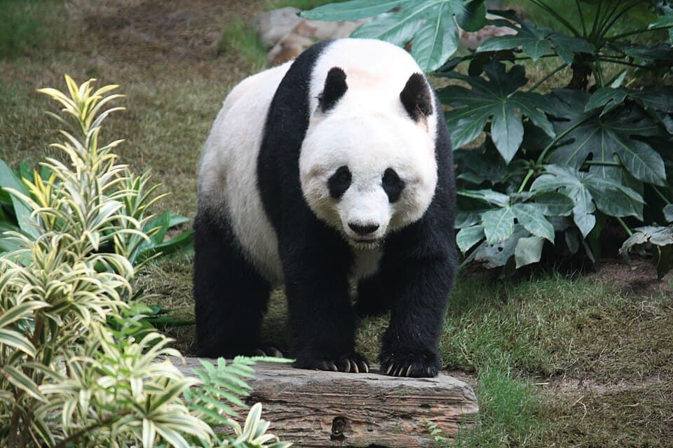 Panda Tea