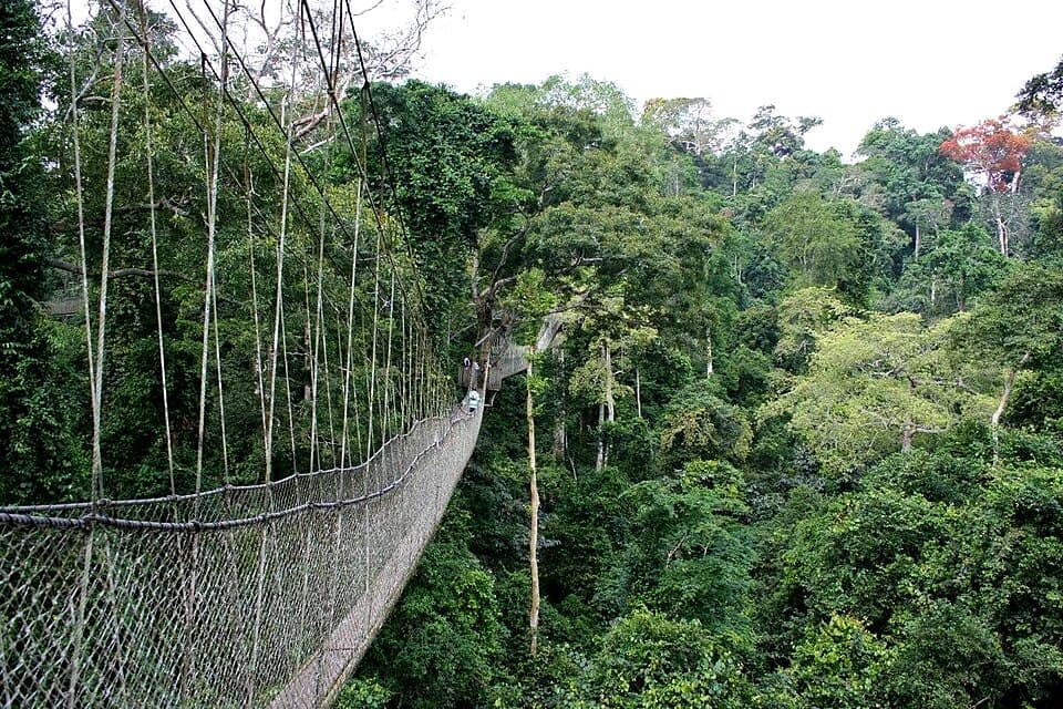 Kakum National Park Viewing Platform