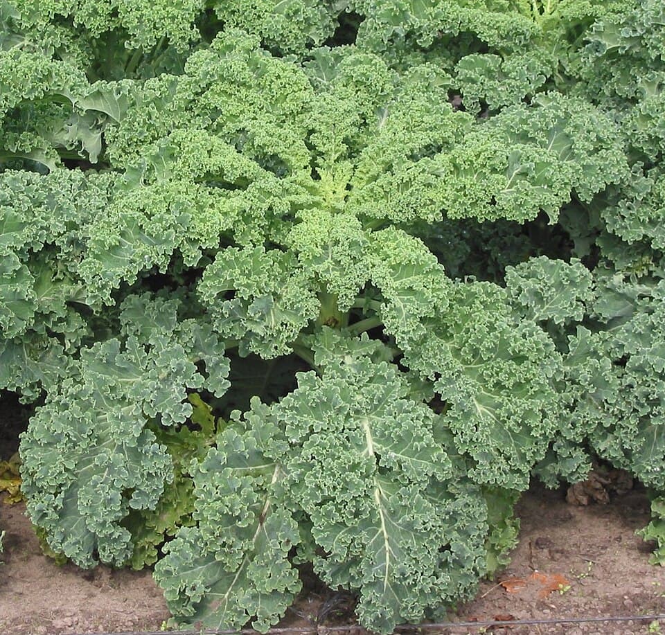 Ribollita