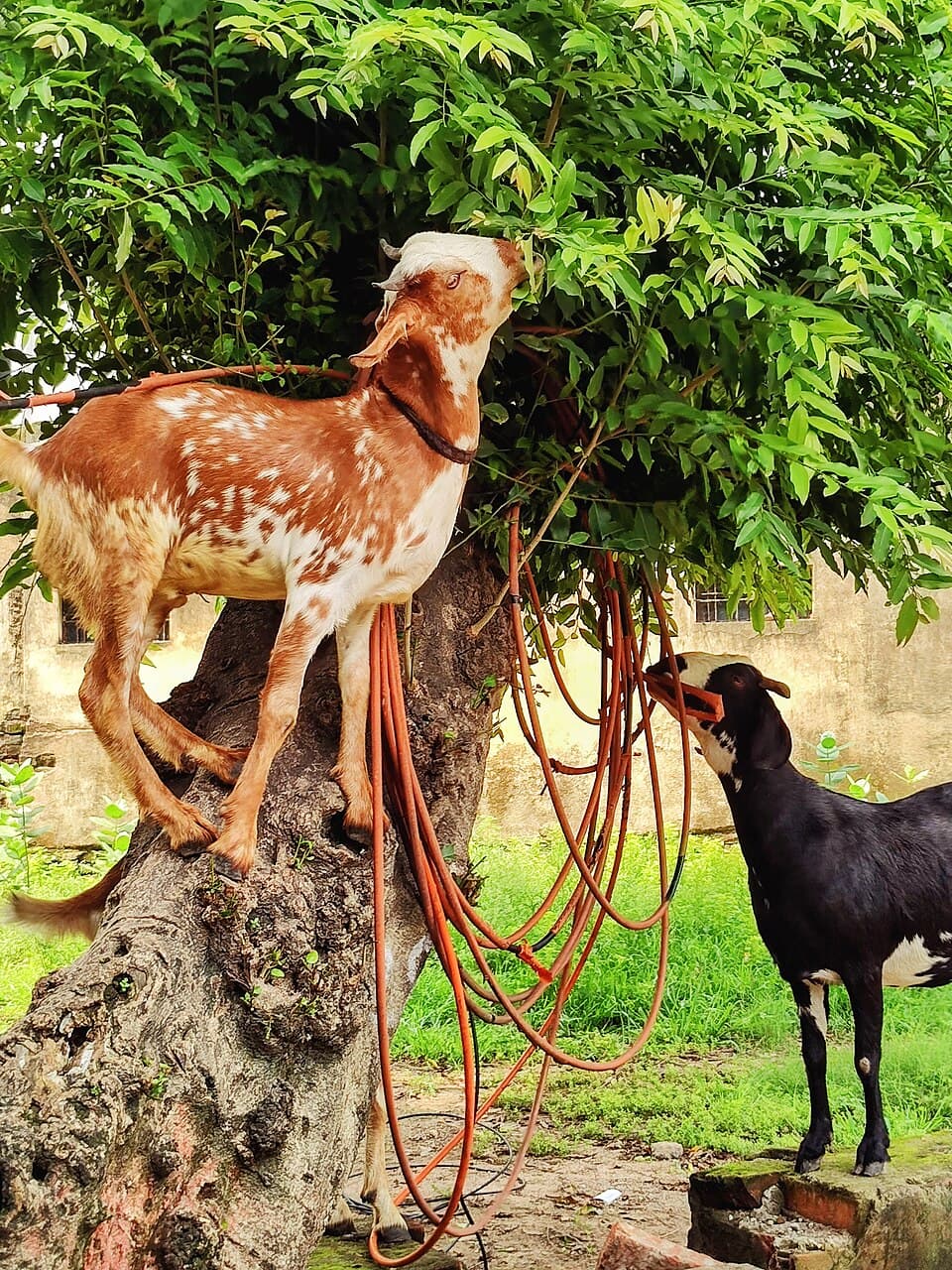 Lucknow Zoo