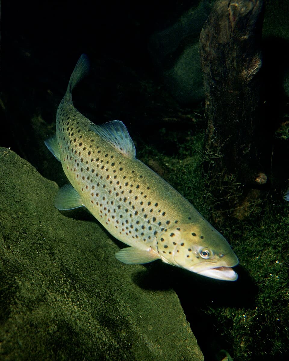 Idaho Trout
