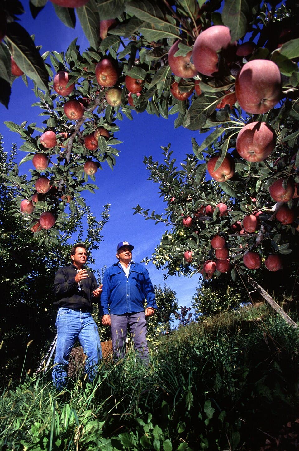 Apple Orchards