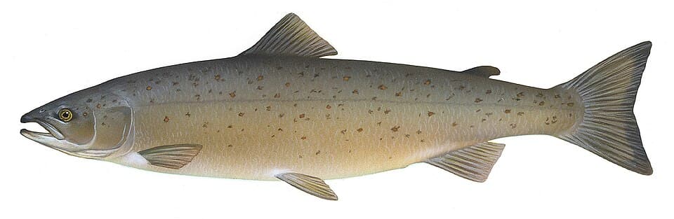 Hood River Salmon Burger